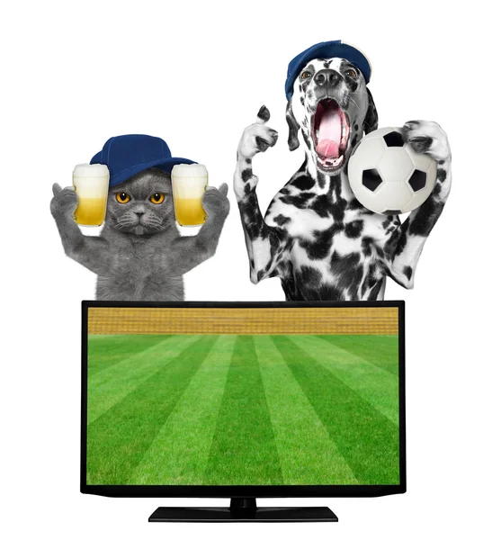 狗和猫与球和啤酒风扇足球冠军 — 图库照片