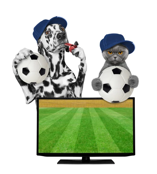 狗和猫与球风扇足球冠军 — 图库照片