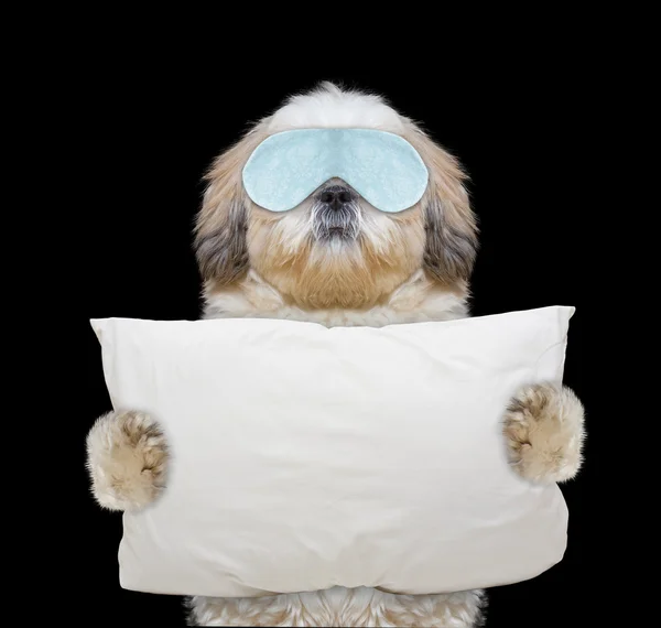 Dog holds a pillow and going to sleep — Stock Photo, Image