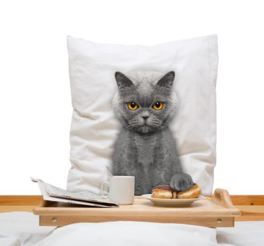 yatak ve içki kedi yiyor 