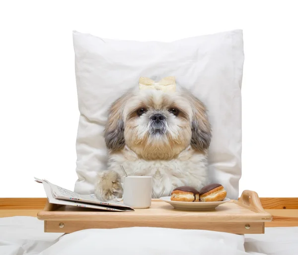 yatak ve içki köpek yiyor