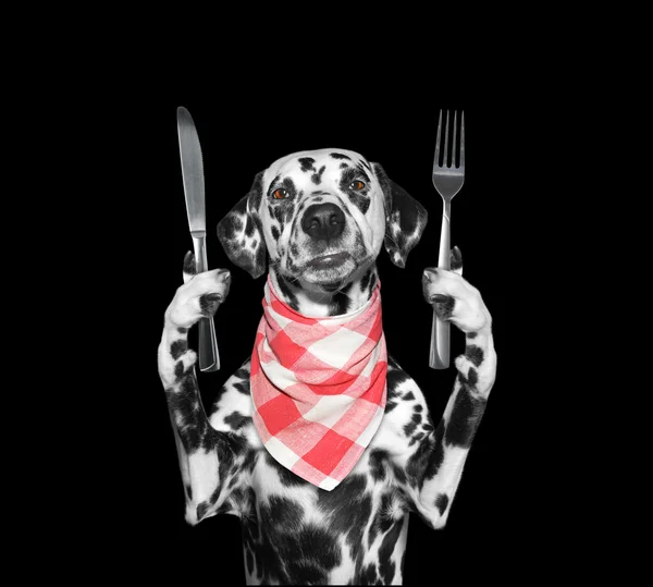 Hunden vill äta och hålla kniv och gaffel — Stockfoto