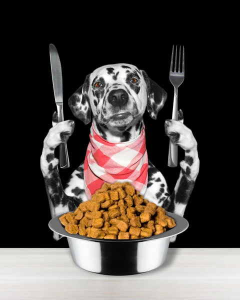 Собака збирається їсти і тримати ніж і виделку — стокове фото