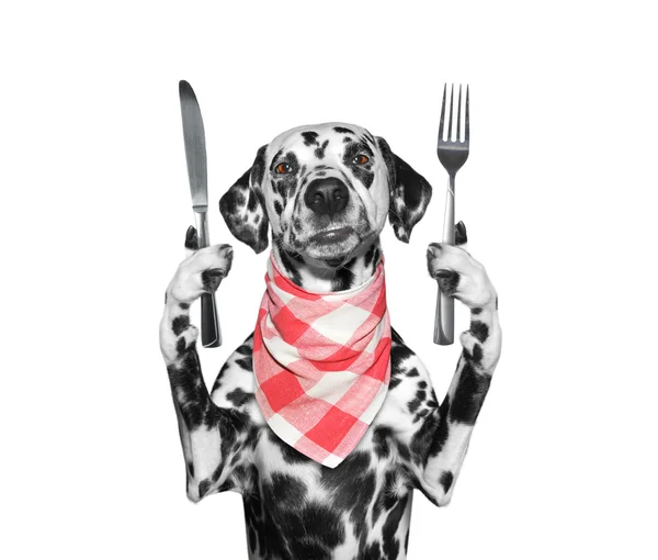 Собака хоче їсти і тримати ніж і виделку — стокове фото
