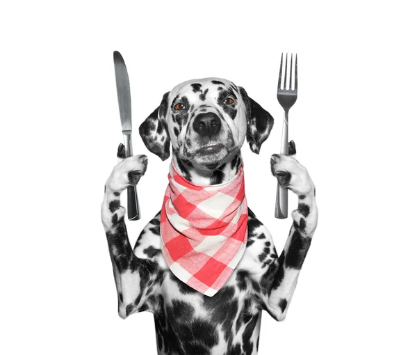 köpek yemek ve bıçak ve çatal tutmak istiyor 