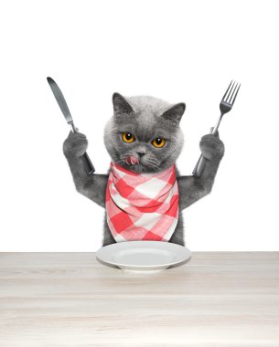 kedi yemek ve bıçak ve çatal tutun bitmiş