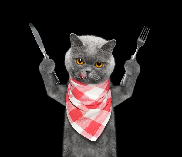 Кіт хоче їсти і тримати ніж і виделку — стокове фото