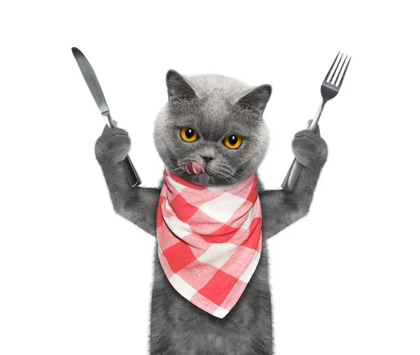 kedi yemek ve bıçak ve çatal tutmak istiyor 