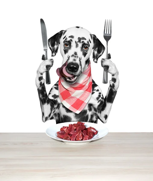 Hunden kommer att äta kött — Stockfoto