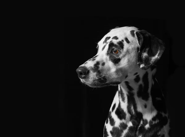 Retrato de un perro dálmata sobre fondo negro —  Fotos de Stock