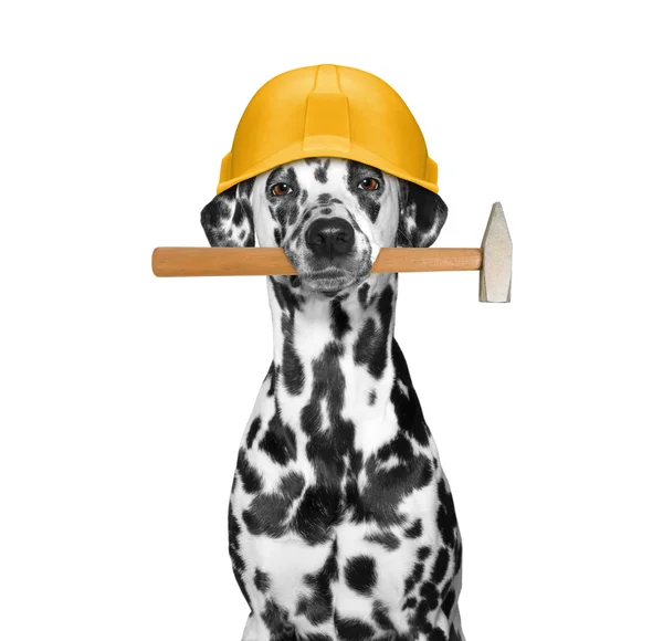 Constructeur de chien tenant des outils dans sa bouche — Photo