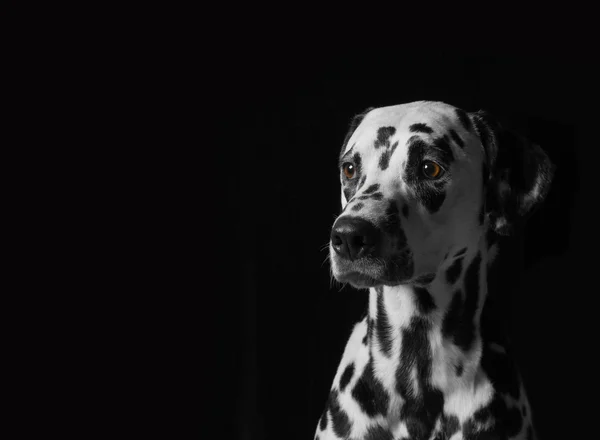 Retrato de um cão dálmata sobre fundo preto — Fotografia de Stock