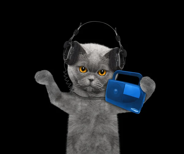 听音乐和跳舞的猫 — 图库照片