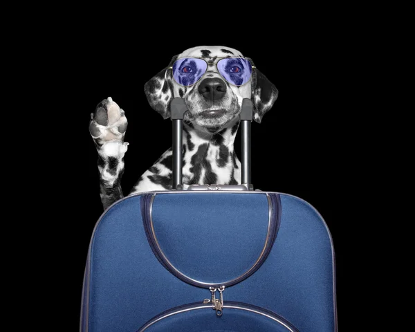 Köpek ve onun mout bir valize tatile gider elveda diyor — Stok fotoğraf