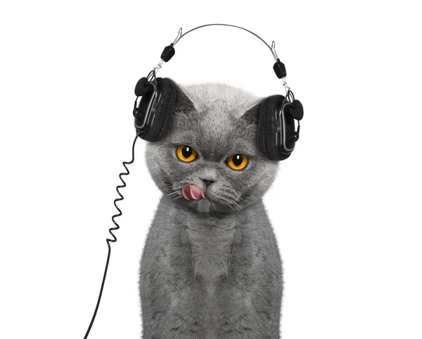 Müzik kedi ve keyfini çıkarın