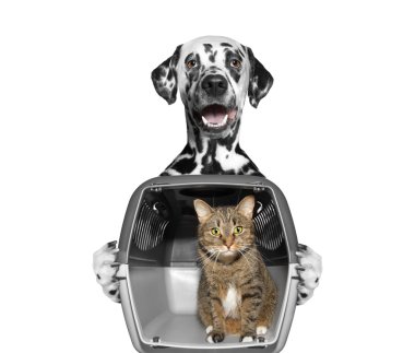 Kapsayıcı içinde onun arkadaş kedi köpek tutar 
