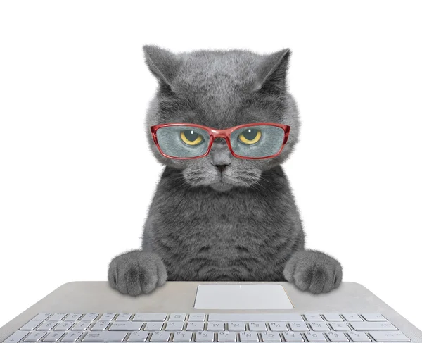 Bilgisayarda çalışan kedi 