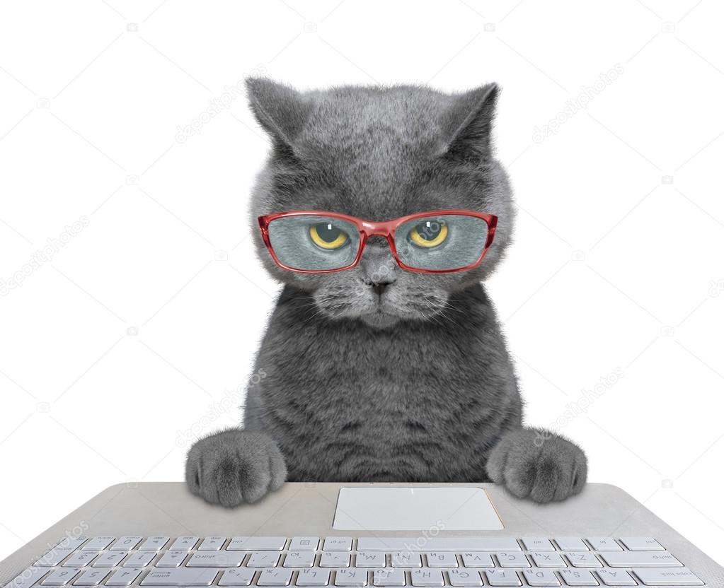 Cat working on the computer Stock Photo by ©helga1981 114338102