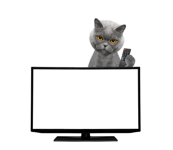 テレビを見ている猫 — ストック写真