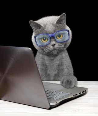Dizüstü veya dizüstü bilgisayar kullanarak kedi 