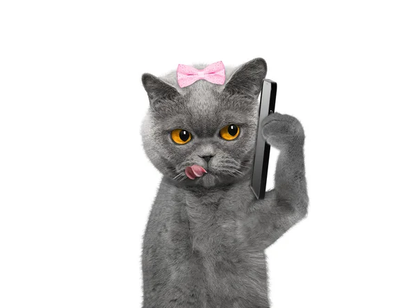 Кіт говорить через мобільний телефон ізольовано на білому — стокове фото