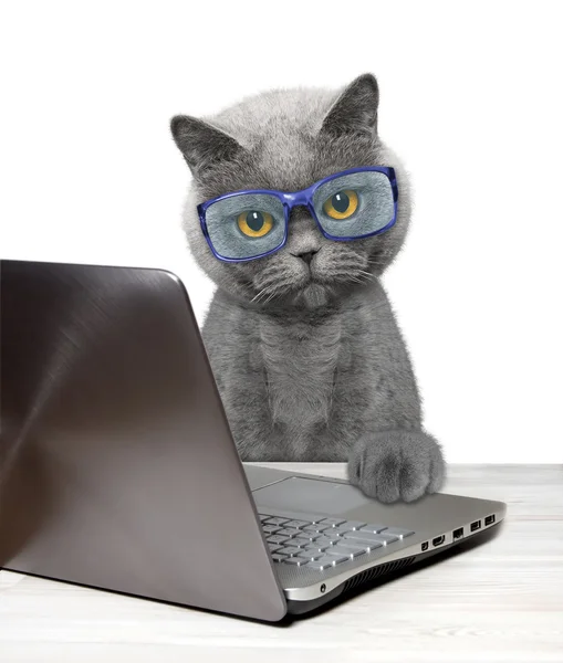 Dizüstü veya dizüstü bilgisayar kullanarak kedi 