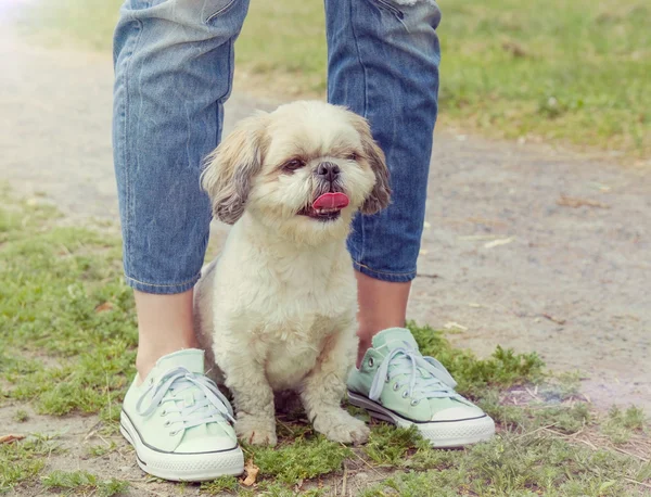 Dog's paw feet next to the owner -- walking together — Stock Photo, Image