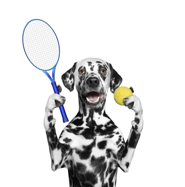 Собака собирается играть в теннис — стоковое фото