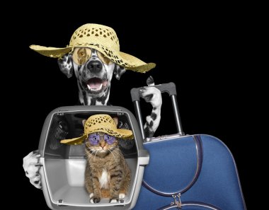 köpek ve kedi taşıma kutusunda seyahat edecek 