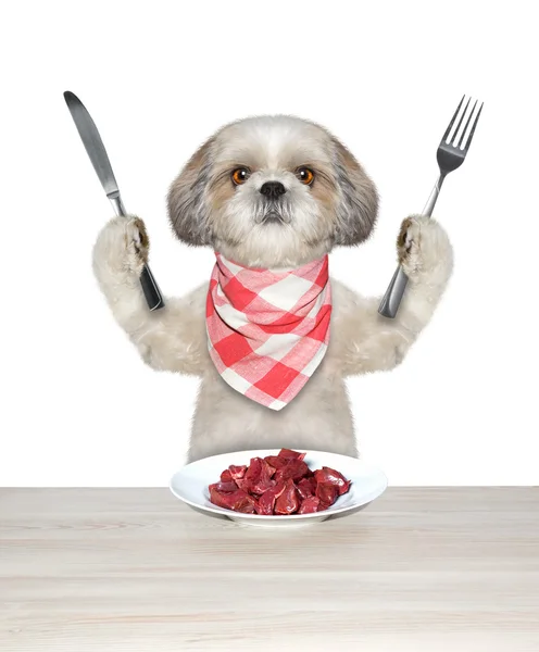 Собака будет есть мясо. — стоковое фото