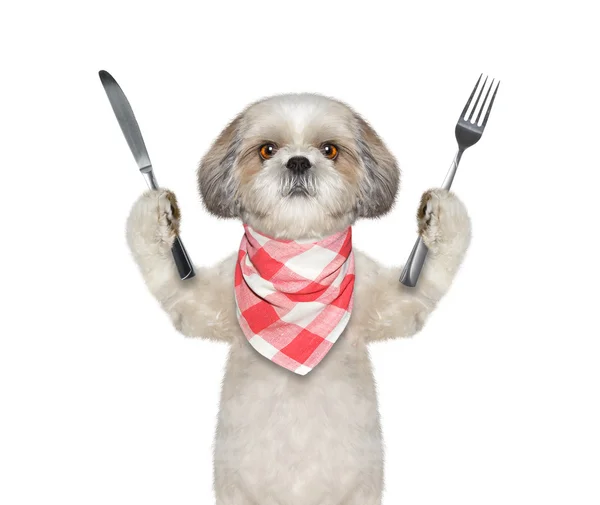 Perro quiere comer y sostener cuchillo y tenedor — Foto de Stock