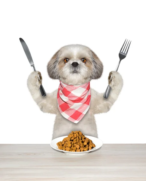 Hund ska äta och hålla kniv och gaffel — Stockfoto
