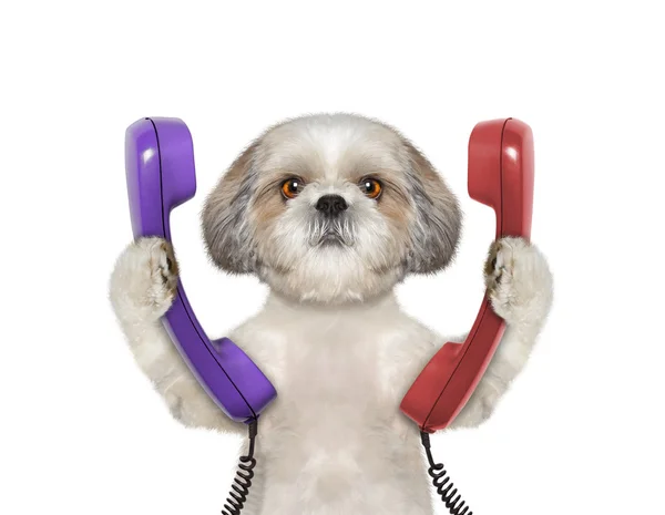 Perro mantiene el teléfono y va a hacer una llamada — Foto de Stock