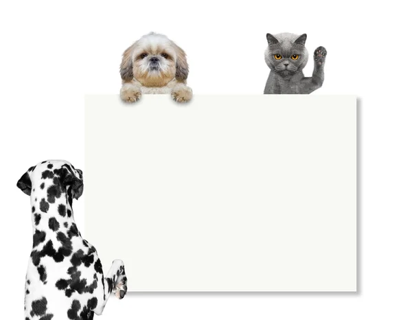Dog looks at the frame or blank — Stock Photo, Image