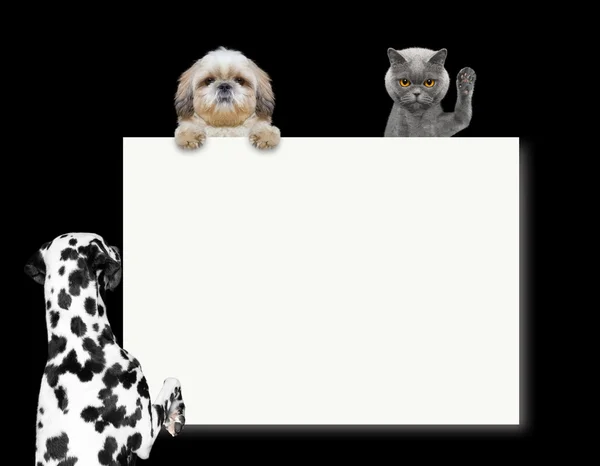 Dog looks at the frame or blank — Stock Photo, Image