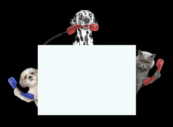 Hayvanlar--Köpek ve kedi--telefonları ve çerçeve alanı olan 