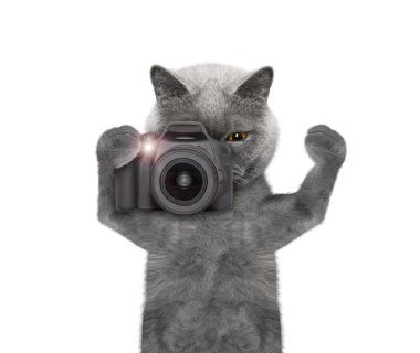 kedi bir şey fotoğraf çekmek için gidiyor