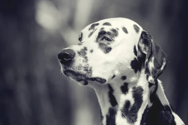 Branco e preto tonificado retrato de um cão bonito dalmatian — Fotografia de Stock