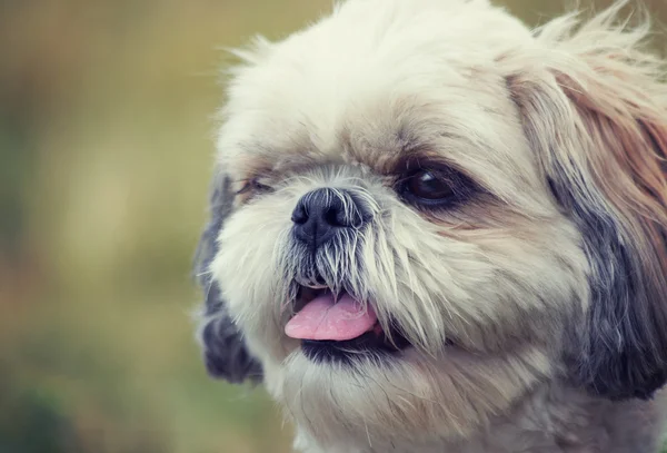 Retrato dentado de um cão bonito shitzu nariz está em foco — Fotografia de Stock