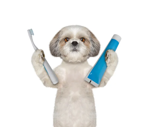 Pes bude čistit zuby — Stock fotografie