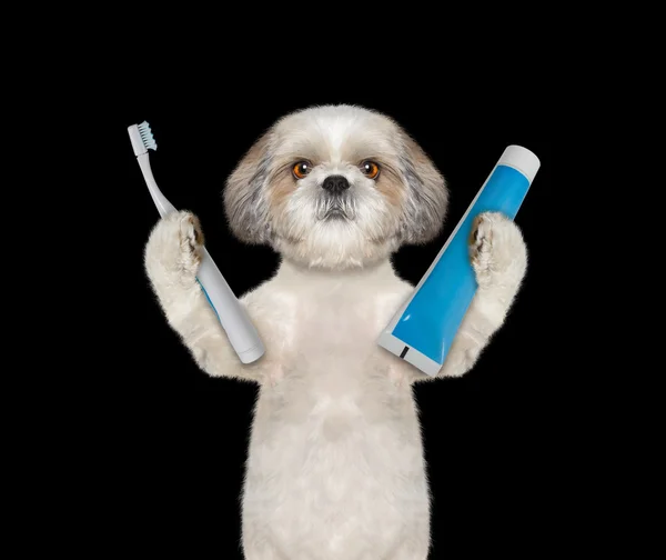 Pies będzie do czyszczenia zębów — Zdjęcie stockowe