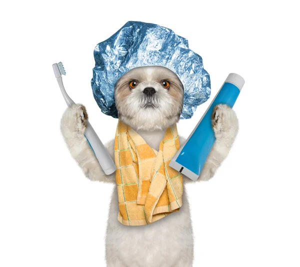 Hunden kommer att rengöra tänderna efter dusch — Stockfoto