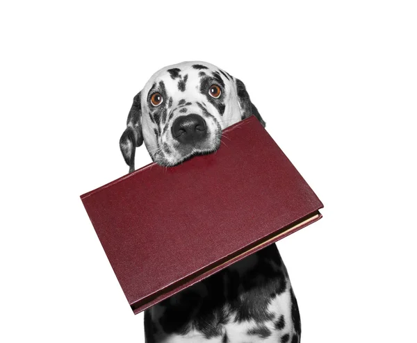 Cão segurando um livro em sua boca — Fotografia de Stock