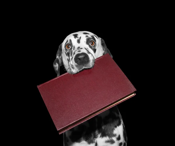 Cão segurando um livro em sua boca — Fotografia de Stock