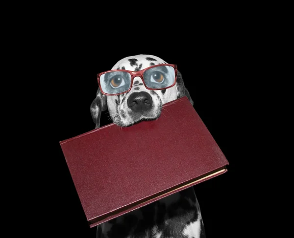 Perro en gafas con un libro en la boca — Foto de Stock