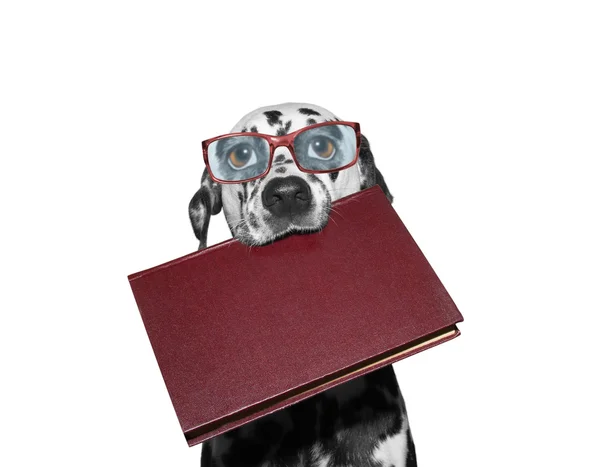 Chien à lunettes tenant un livre dans sa bouche — Photo