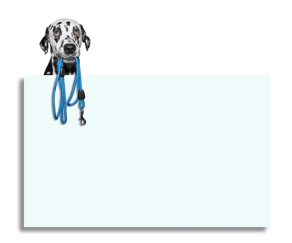 Psa drží na vodítku v hubě — Stock fotografie