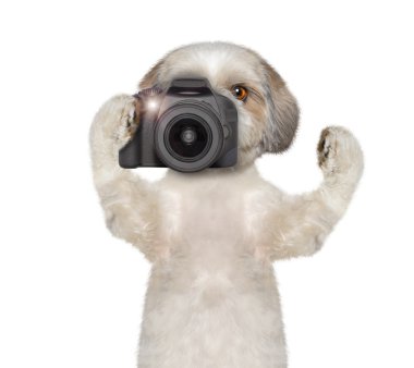 köpek bir şey fotoğraf çekmek için gidiyor 
