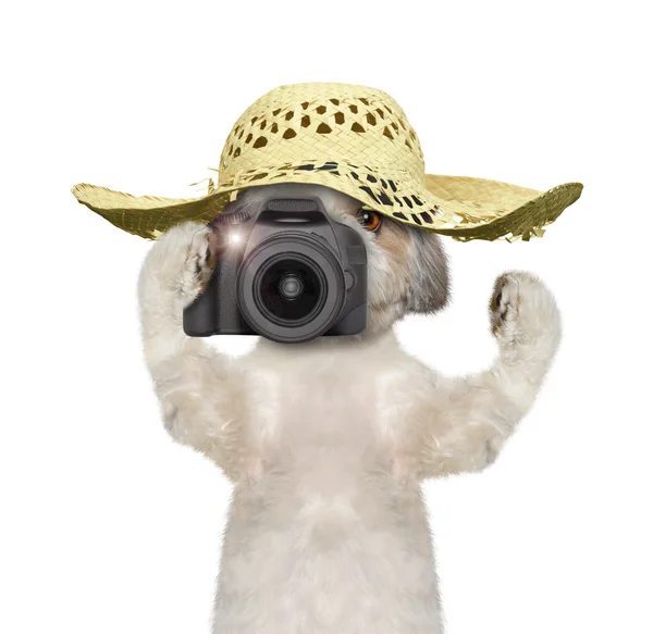 Dog tourist is going to take pictures of something — Stock Photo, Image