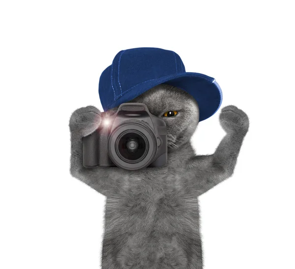 Gato vai tirar fotos durante a viagem — Fotografia de Stock